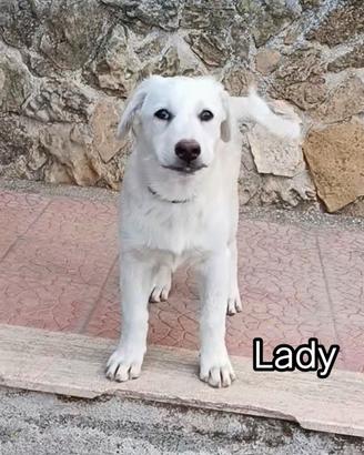 Da adottare cucciolo 3 mesi e mezzo