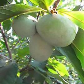 piante da giardino ASIMINA Triloba