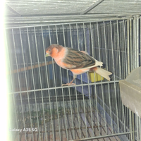 Canarini arlecchini portoghese