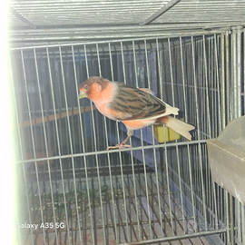 Canarini arlecchini portoghese