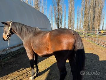 Cavallo da scuola