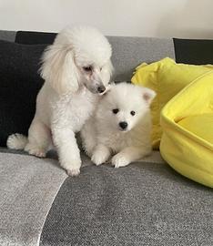 Cucciolo due mesi maschio