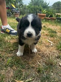 Border collie 2