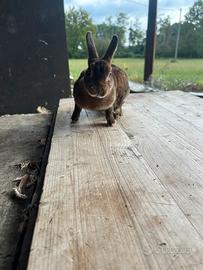 Coniglio da compagnia castorino rex