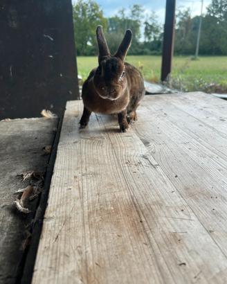 Coniglio da compagnia castorino rex