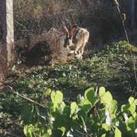 Lepri allevati a terra