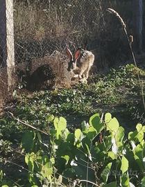 Lepri allevati a terra