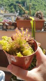 Drosera anglica