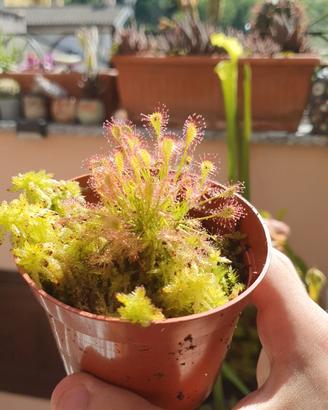 Drosera anglica