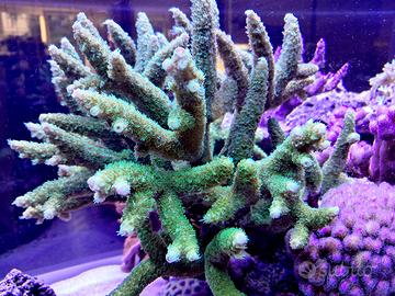 Talee coralli duri SPS