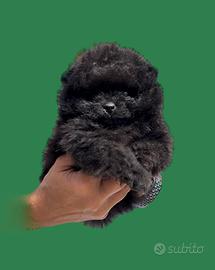 Spitz do POMERANIA pedigree enci