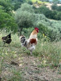 Galli incrocio Brahma