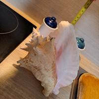 conchiglia reale rosa gigante 25cm