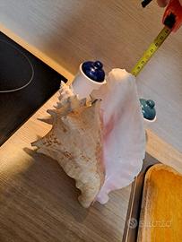 conchiglia reale rosa gigante 25cm