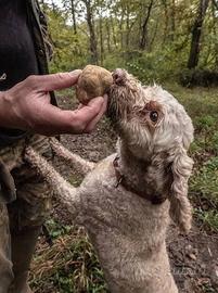 Cani tartufo tartufi
