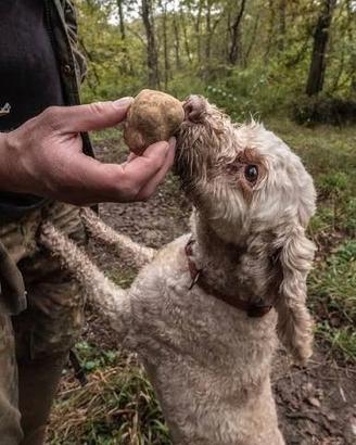 Cani tartufo tartufi
