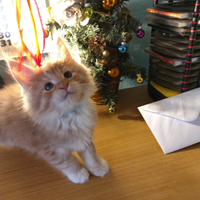 Gattine Maine coon