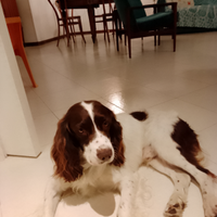 Cagna Springher per accoppiamento
