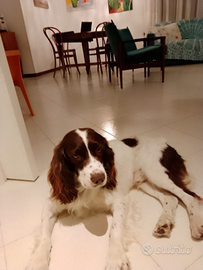 Cagna Springher per accoppiamento