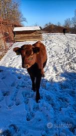 Mucche nane di razza Dexter