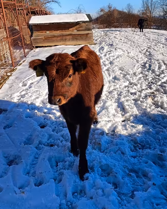 Mucche nane di razza Dexter