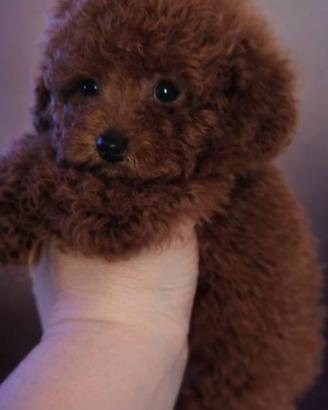 Barboncini toy con pedigree