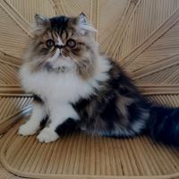 Cucciolo Persiano brown tabby & white