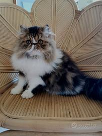 Cucciolo Persiano brown tabby & white