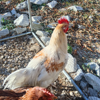 Gallo