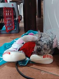 Cucciola di bulldog francese