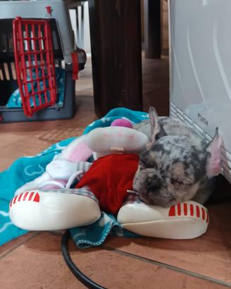 Cucciola di bulldog francese