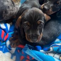 Bassotto nero focato