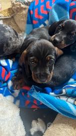 Bassotto nero focato