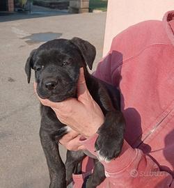 Cuccioli cane corso/pastore malinois