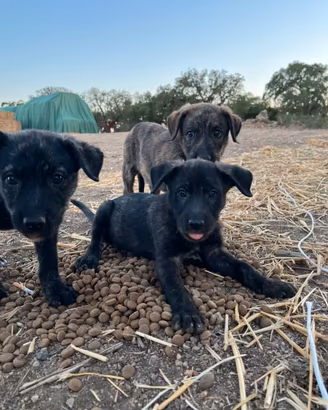Cuccioli di Maremmano