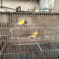 Canarini di colore giallo