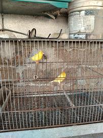 Canarini di colore giallo