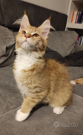 Gattina di Maine coon nata fine agosto