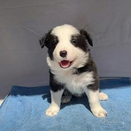 Cuccioli di border collie