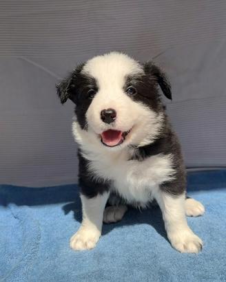 Cuccioli di border collie
