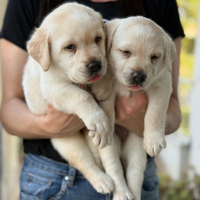 Cuccioli labrador
