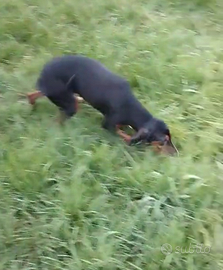 Segugio femmina 18 mesi