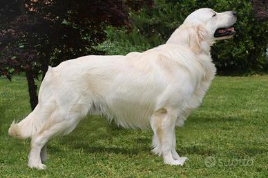 GOLDEN RETRIEVER maschio per MONTA