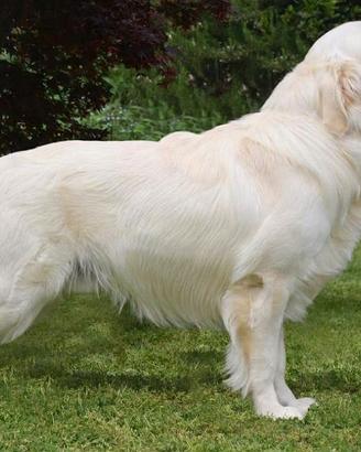 GOLDEN RETRIEVER maschio per MONTA