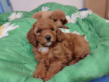 Barboncini nani ped. Enci