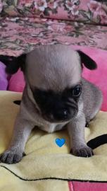 Cuccioli di chihuahua