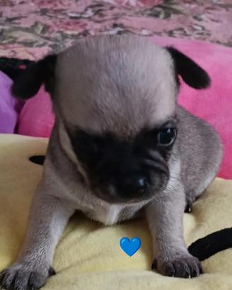 Cuccioli di chihuahua