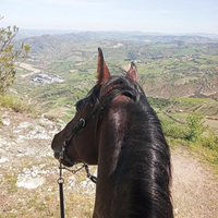 Cavallo