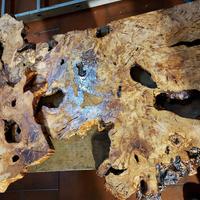 radica di Ulivo millenario