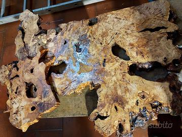 radica di Ulivo millenario